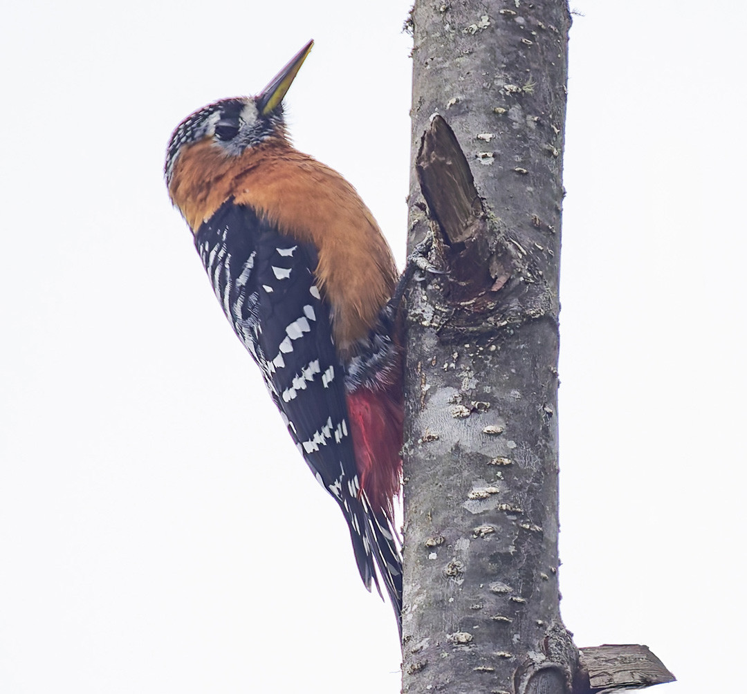 image Rufous-bellied Woodpecker